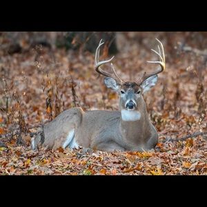 Meet your Posher, Timothy